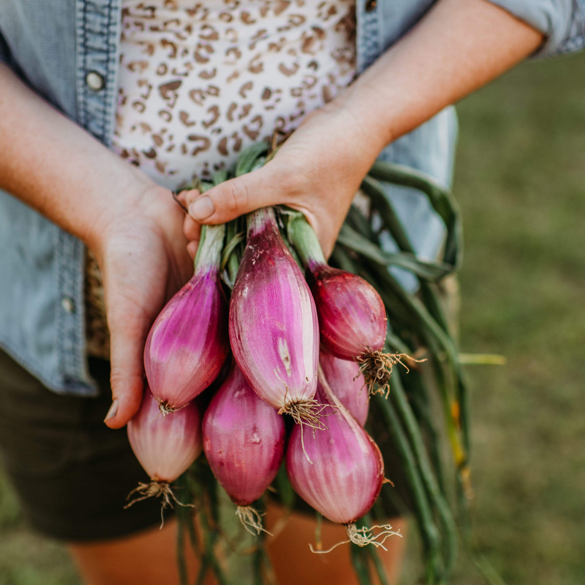 Long Red Florence Onion