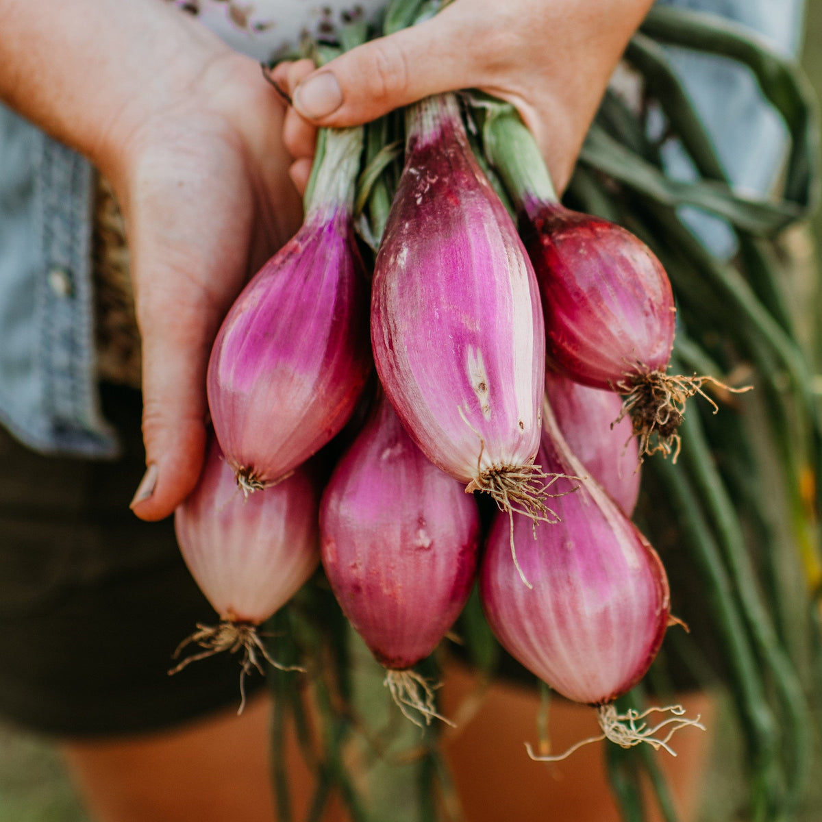 Long Red Florence Onion