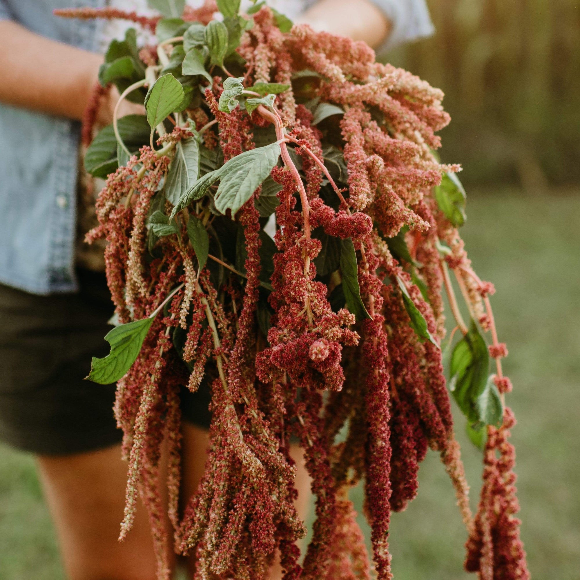 love lies bleeding plant seeds Love-Lies-Bleeding Amaranth, Packet (200 Seeds)