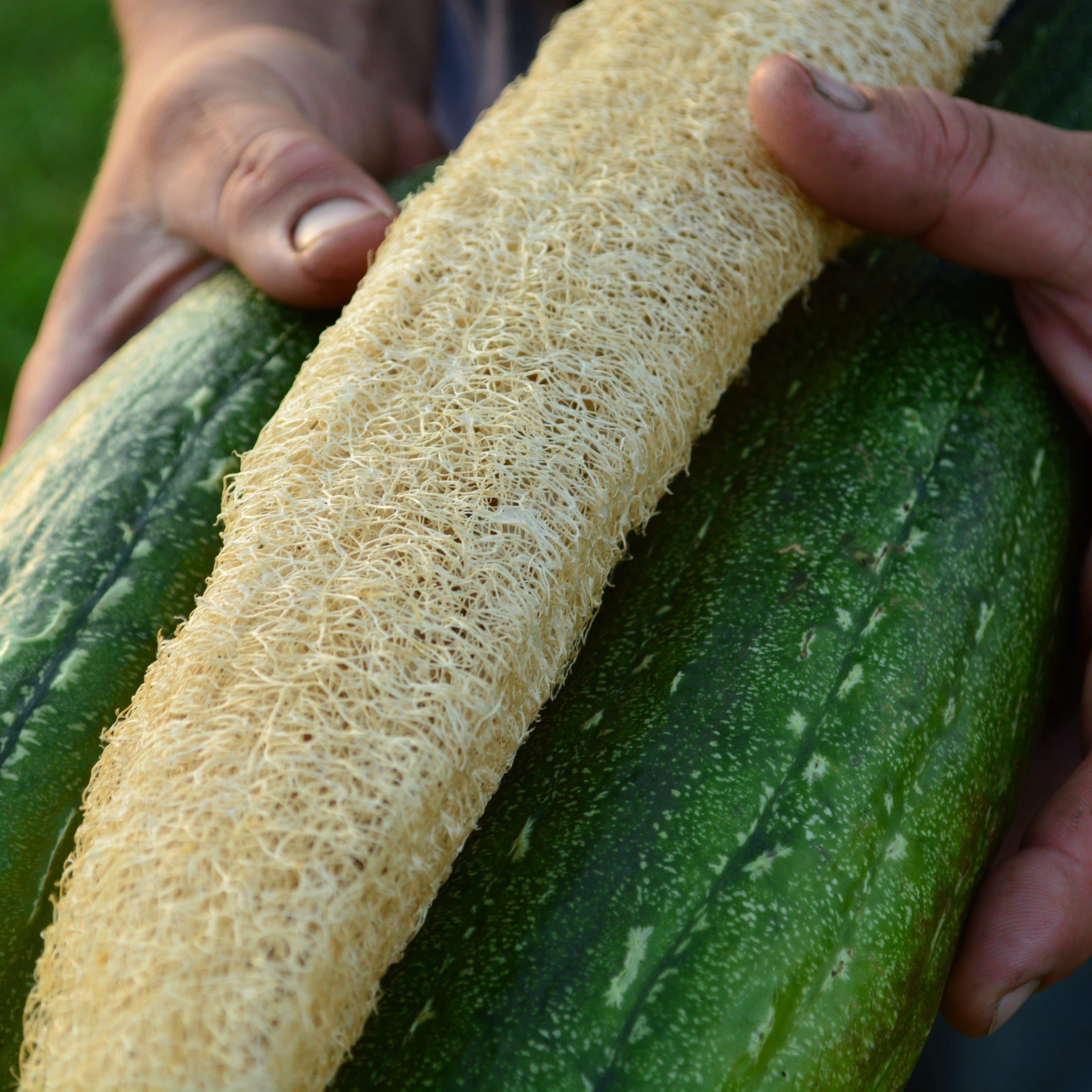 Thresh Seed Co. Luffa Gourd - Thumbnail 4