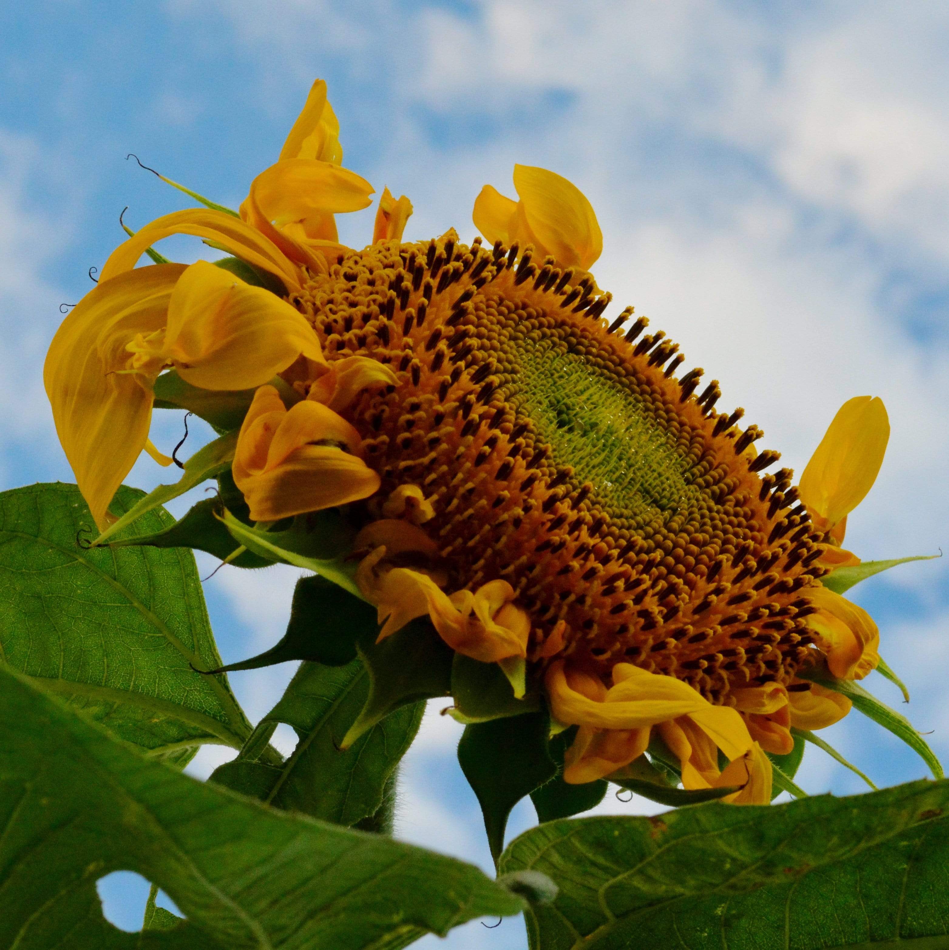 Mammoth Grey Stripe Sunflower growing