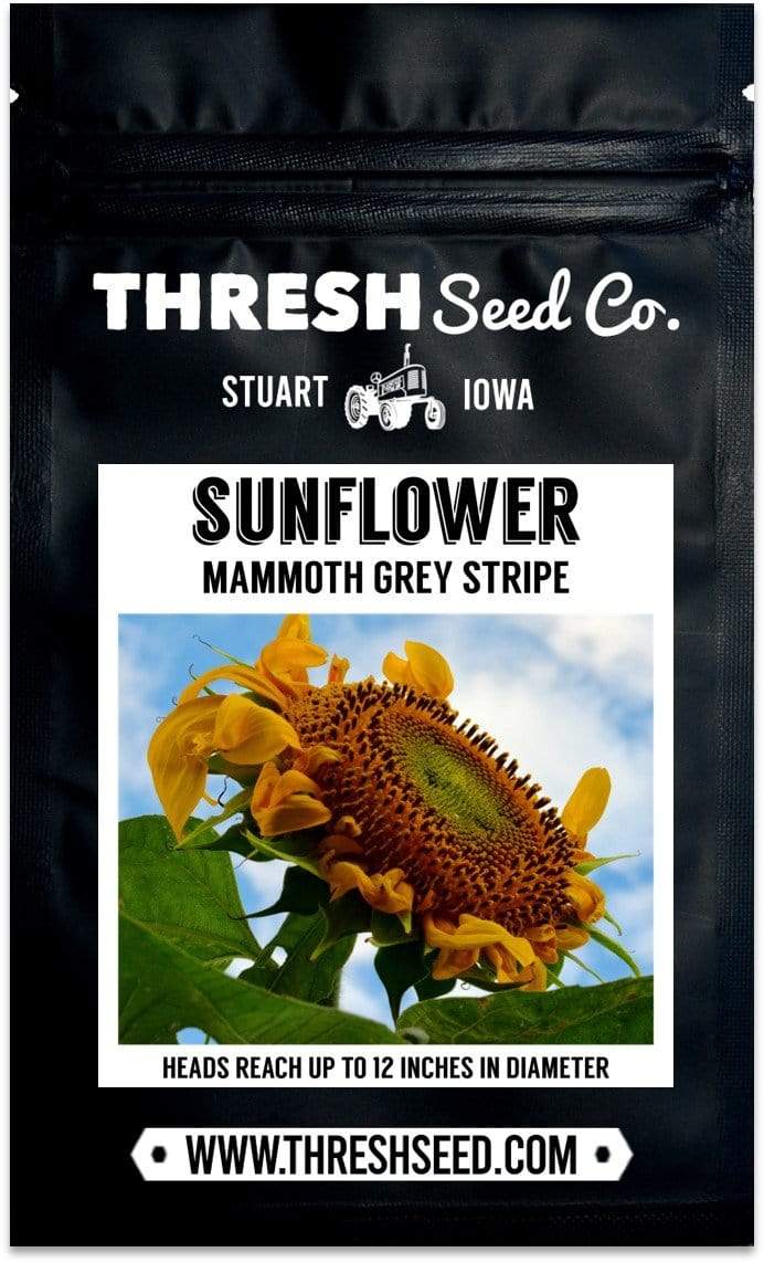 Mammoth Grey Stripe Sunflower Seeds
