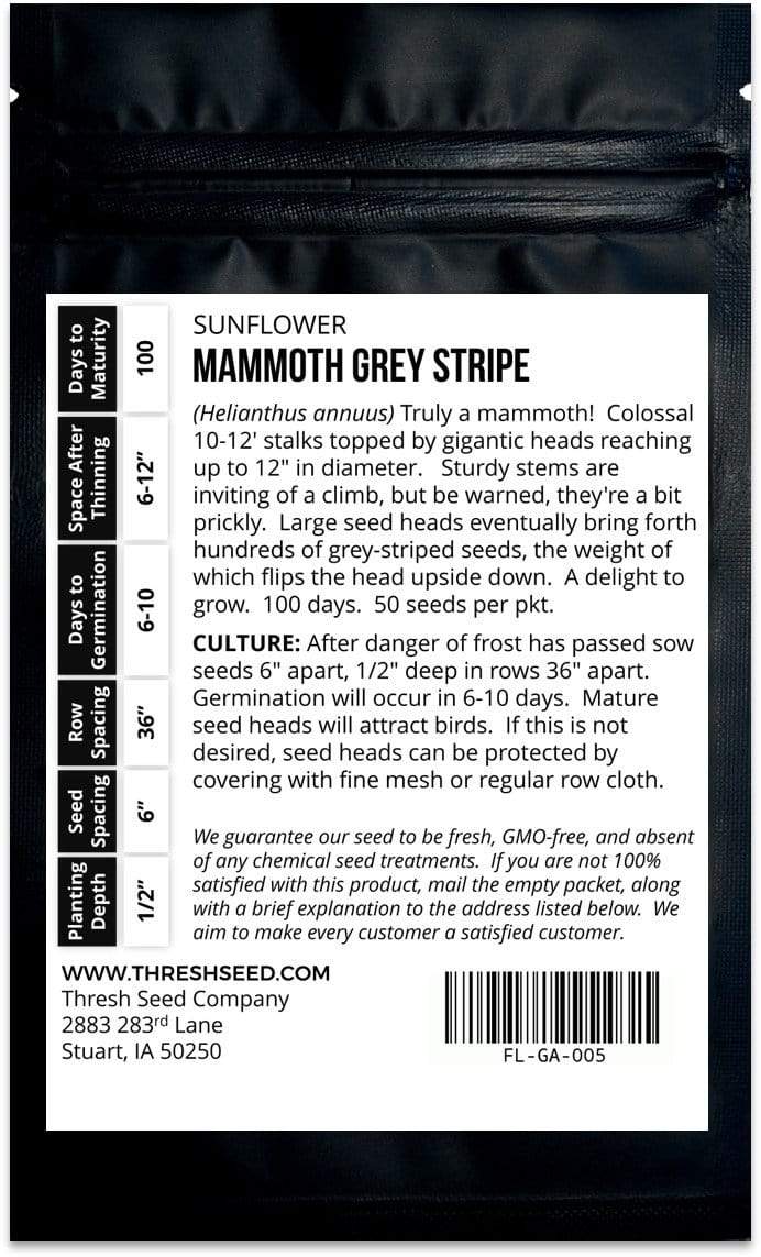 Mammoth Grey Stripe Sunflower Seeds