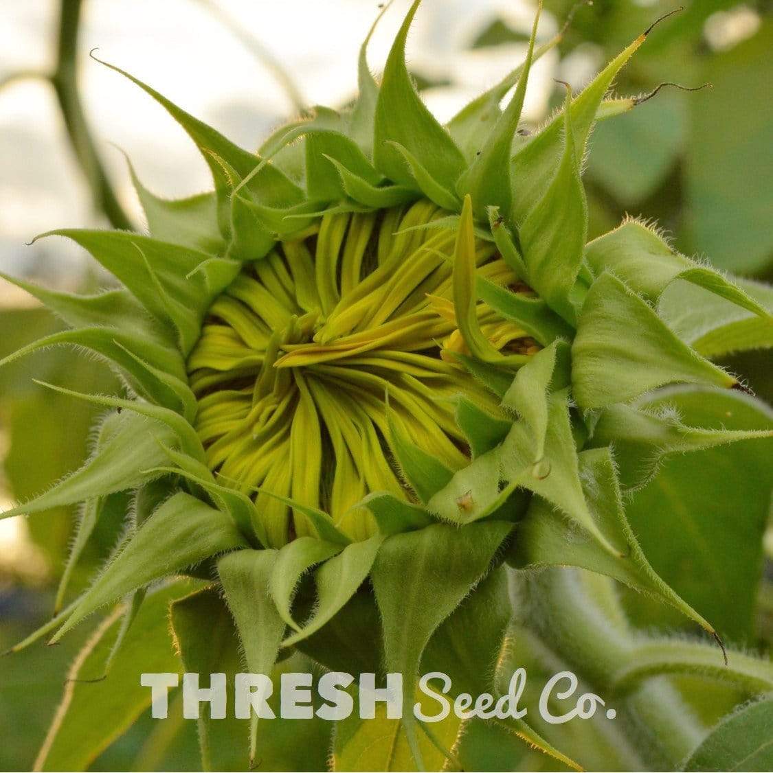 Mammoth Grey Stripe Sunflower before blooming