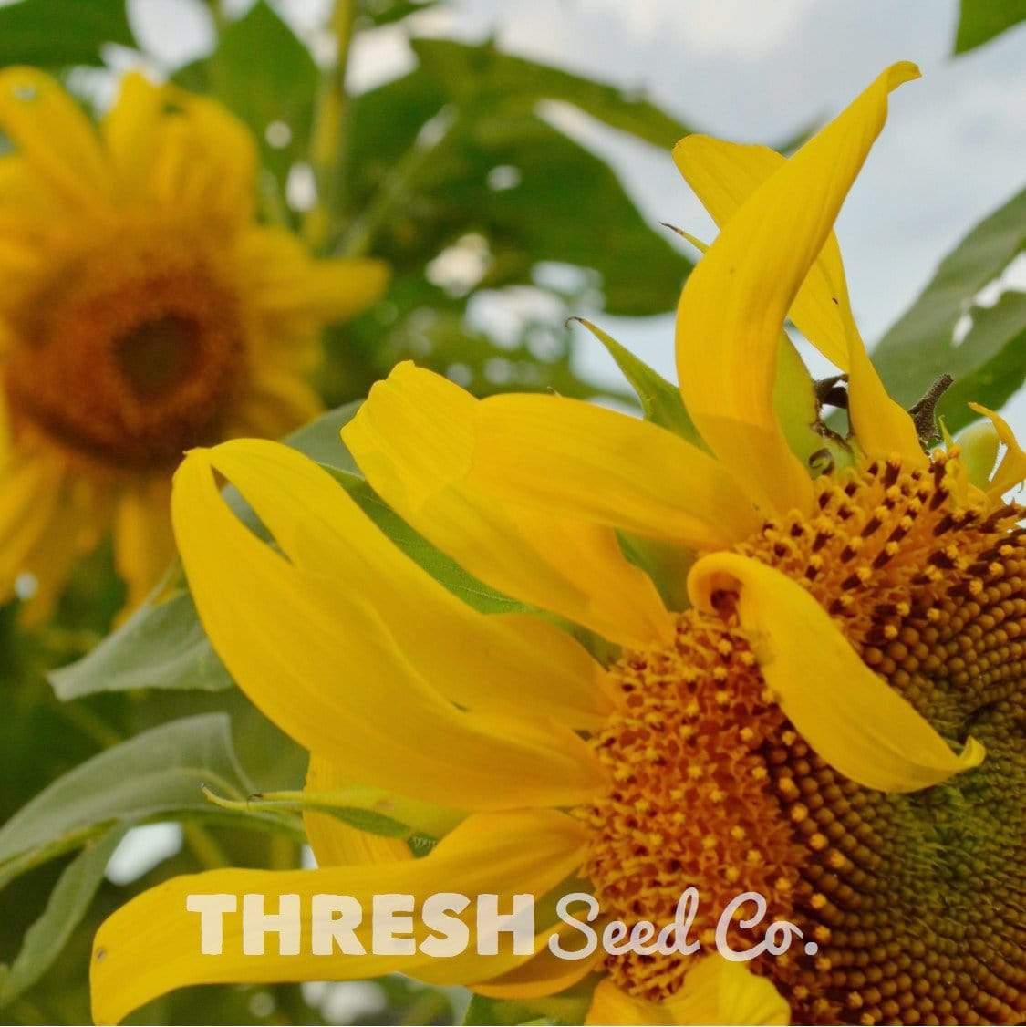 Mammoth Grey Stripe Sunflower seeds