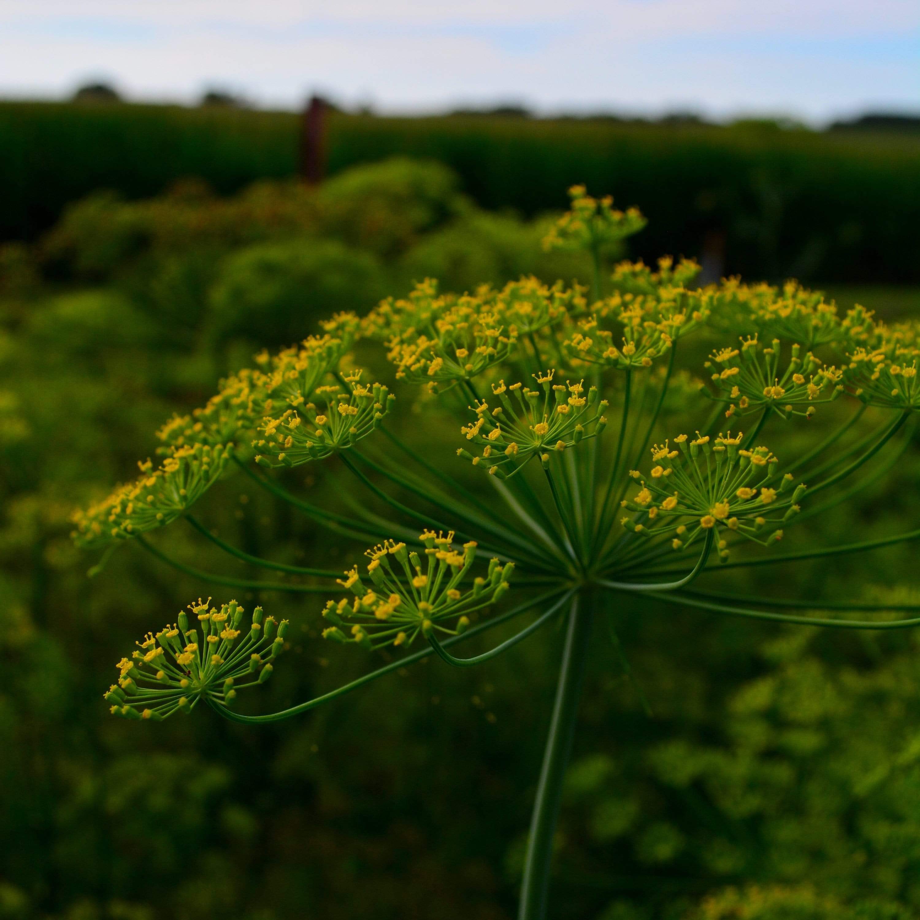 Mammoth Long Island Dill Seeds
