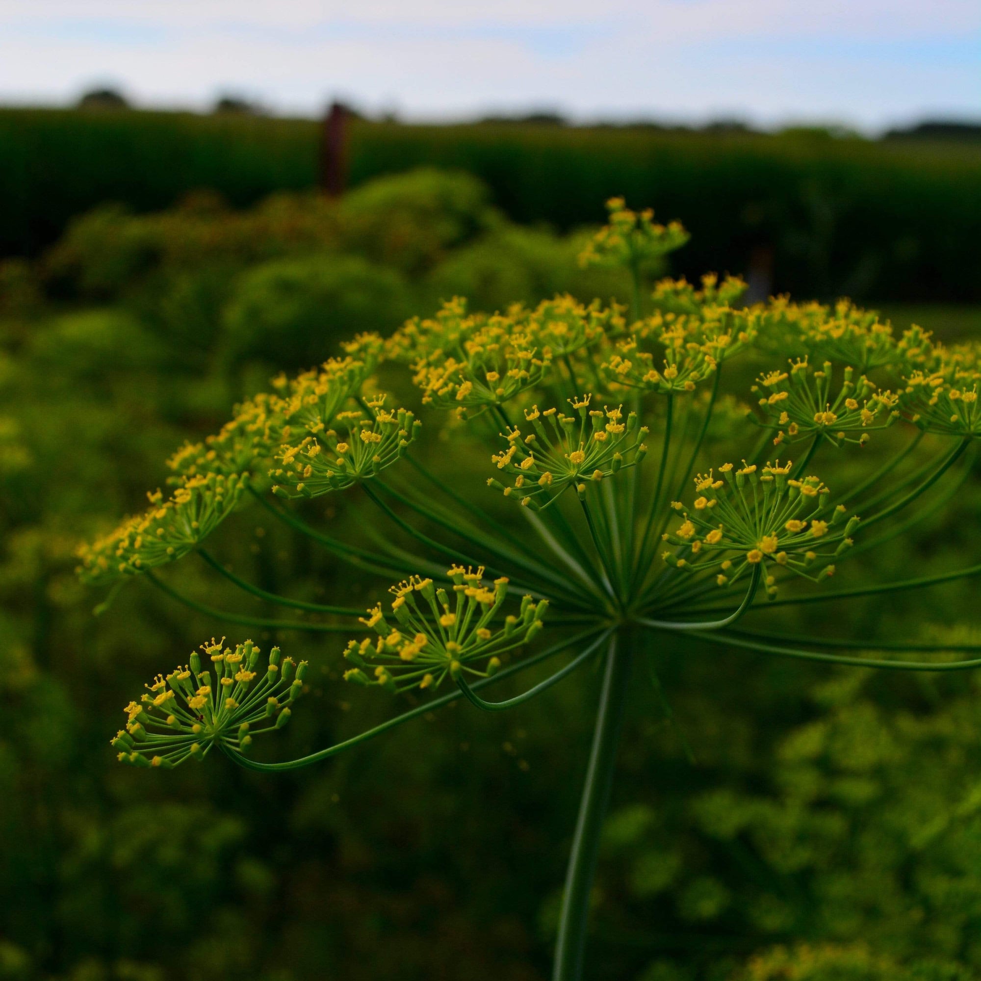 Mammoth Long Island Dill