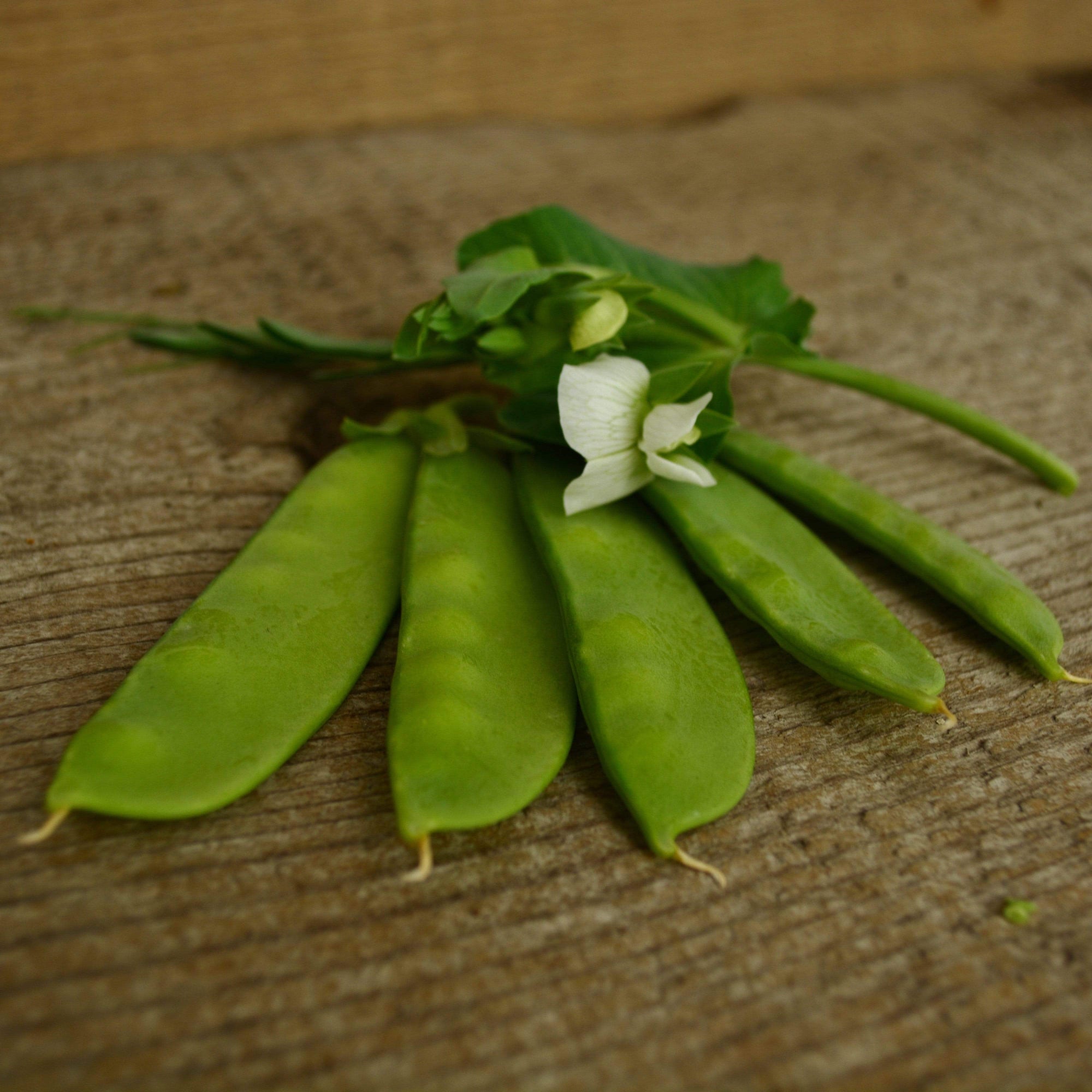 Mammoth Melting Snow Pea