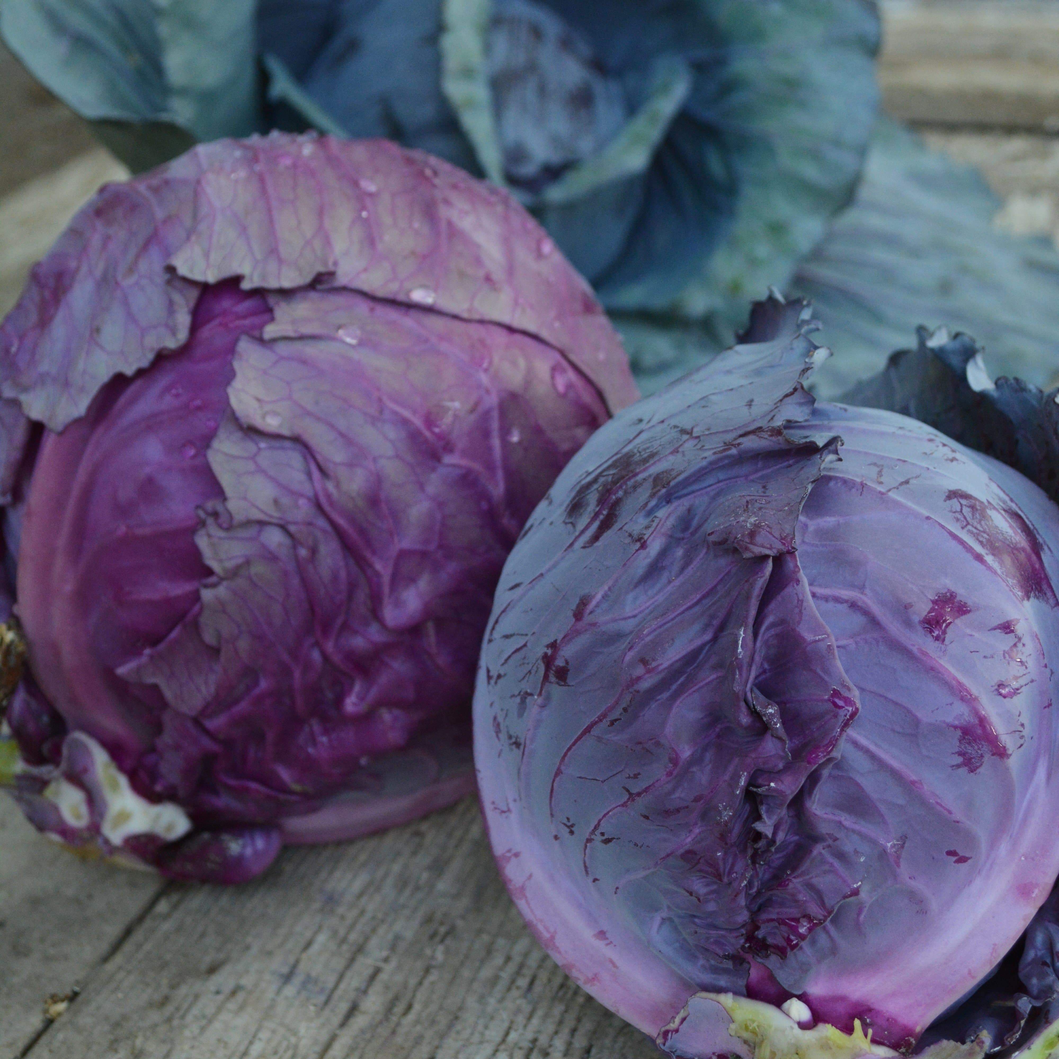 Mammoth Red Rock Cabbage Seeds