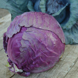 Mammoth Red Rock Cabbage Seeds