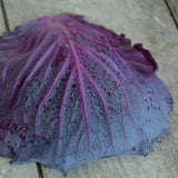 Mammoth Red Rock Cabbage Seeds