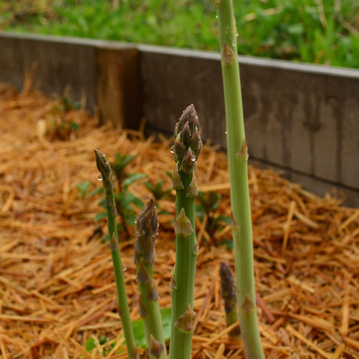 Mary Washington Asparagus