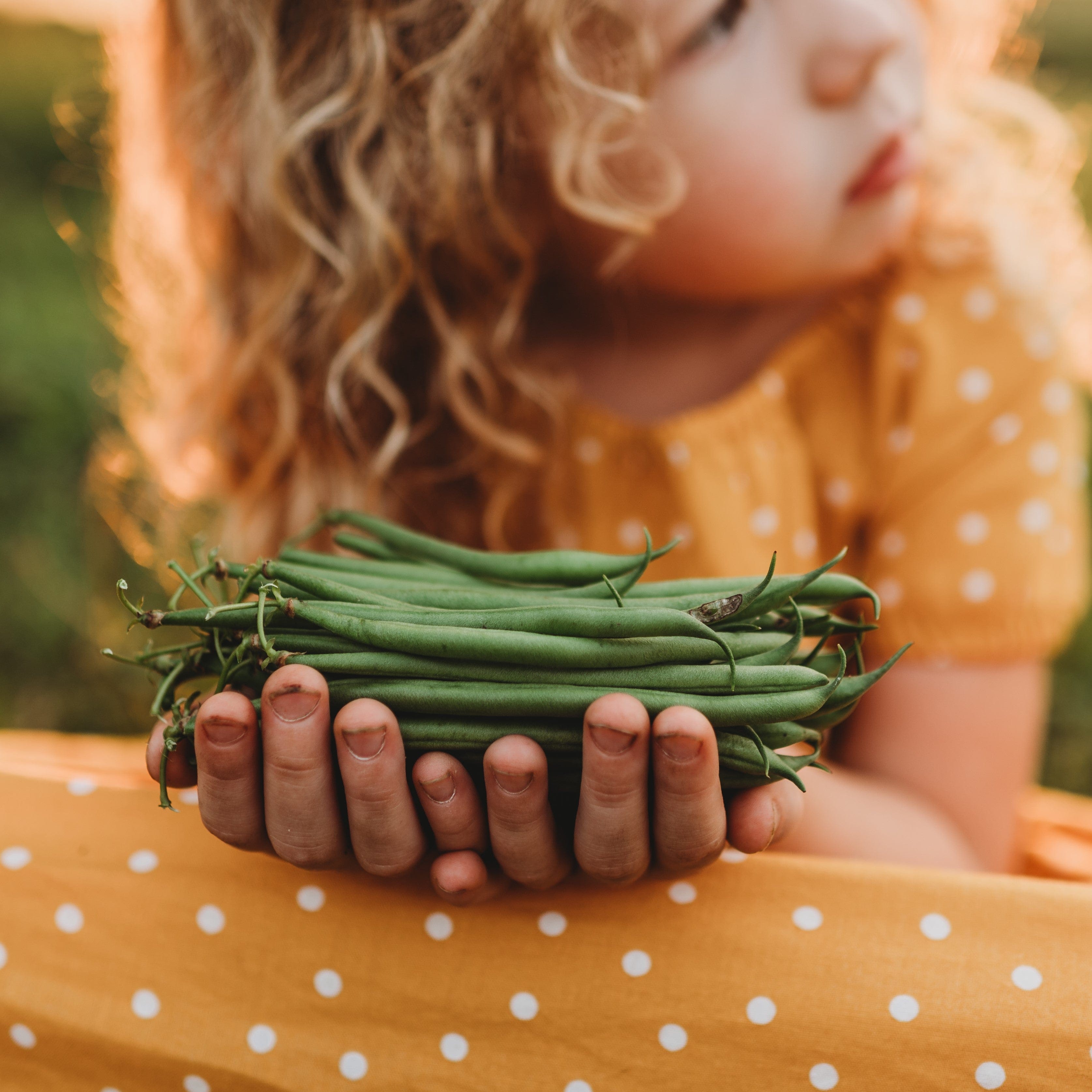 Mascotte Snap Green Bean Seeds