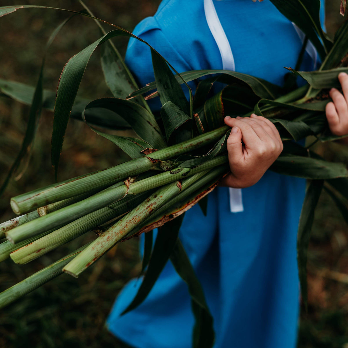 Mennonite Sweet Cane Sorghum