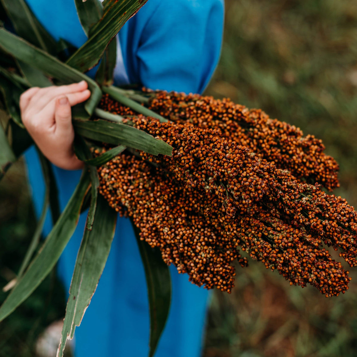 Mennonite Sweet Cane Sorghum