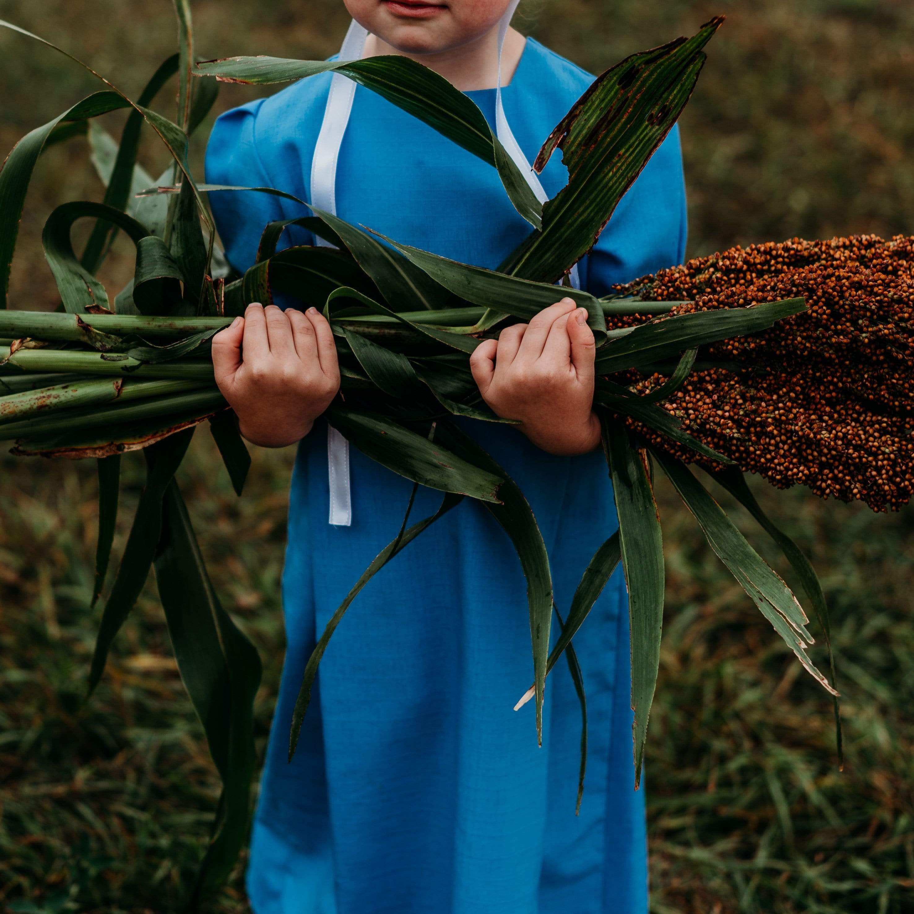 Mennonite Sweet Sorghum Seeds