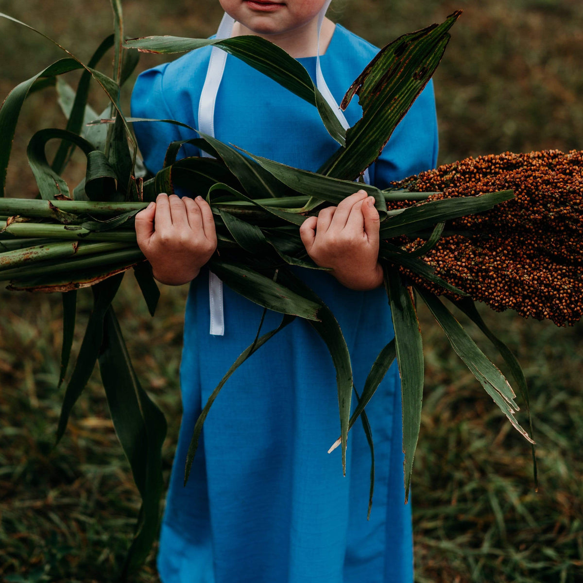 Mennonite Sweet Cane Sorghum