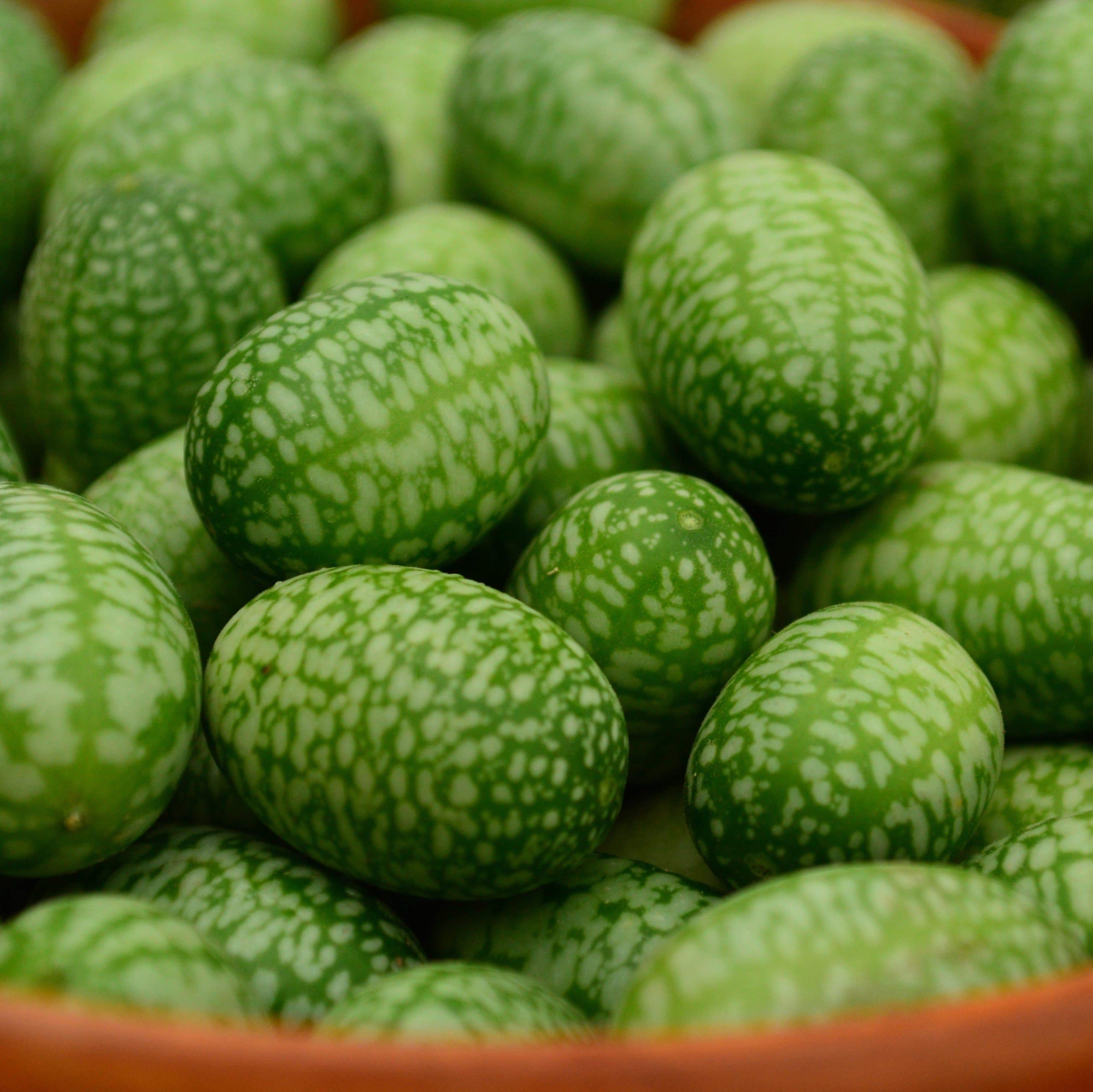 Mexican Sour Gherkin (Cucamelon) Cucumber