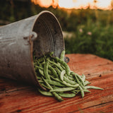 Minnie Shatterly Cornield Bean Seeds