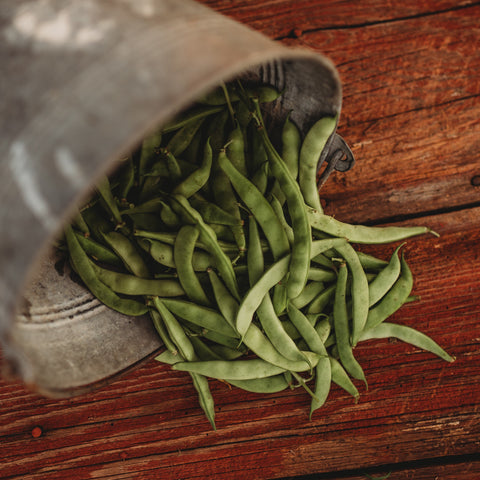 Minnie Shatterly Cornield Bean Seeds
