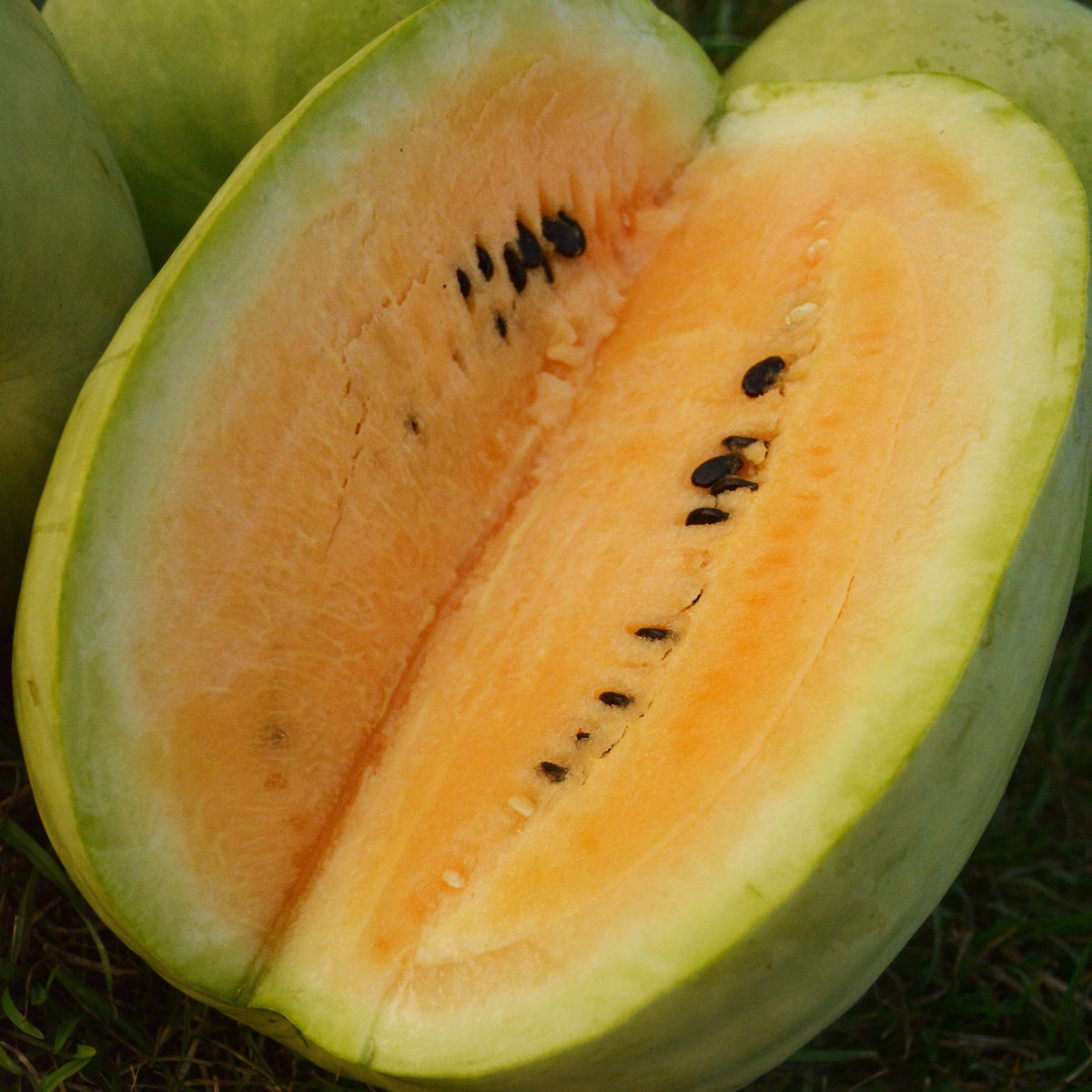 Missouri Heirloom Watermelon