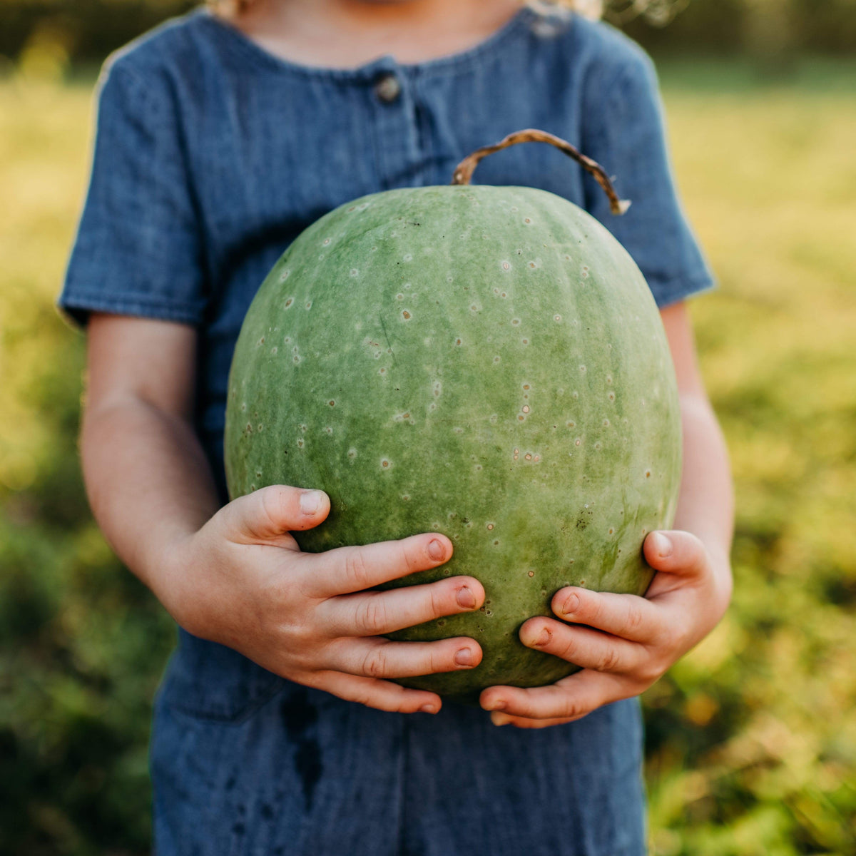 Missouri Heirloom Watermelon