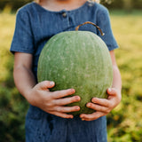 Missouri Heirloom Watermelon Seeds