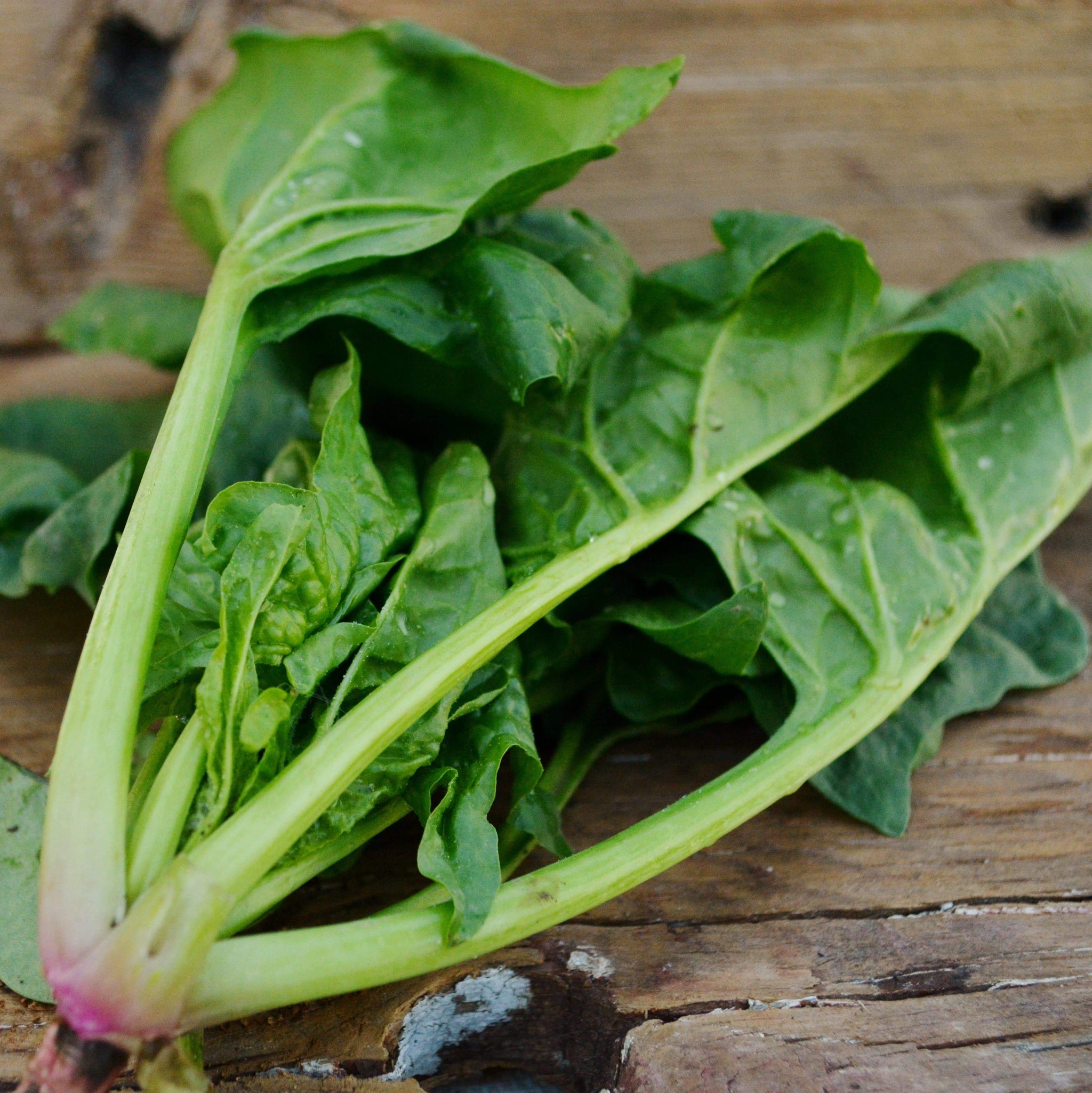 Monstrueux de Viroflay Spinach Thresh Seed Co.