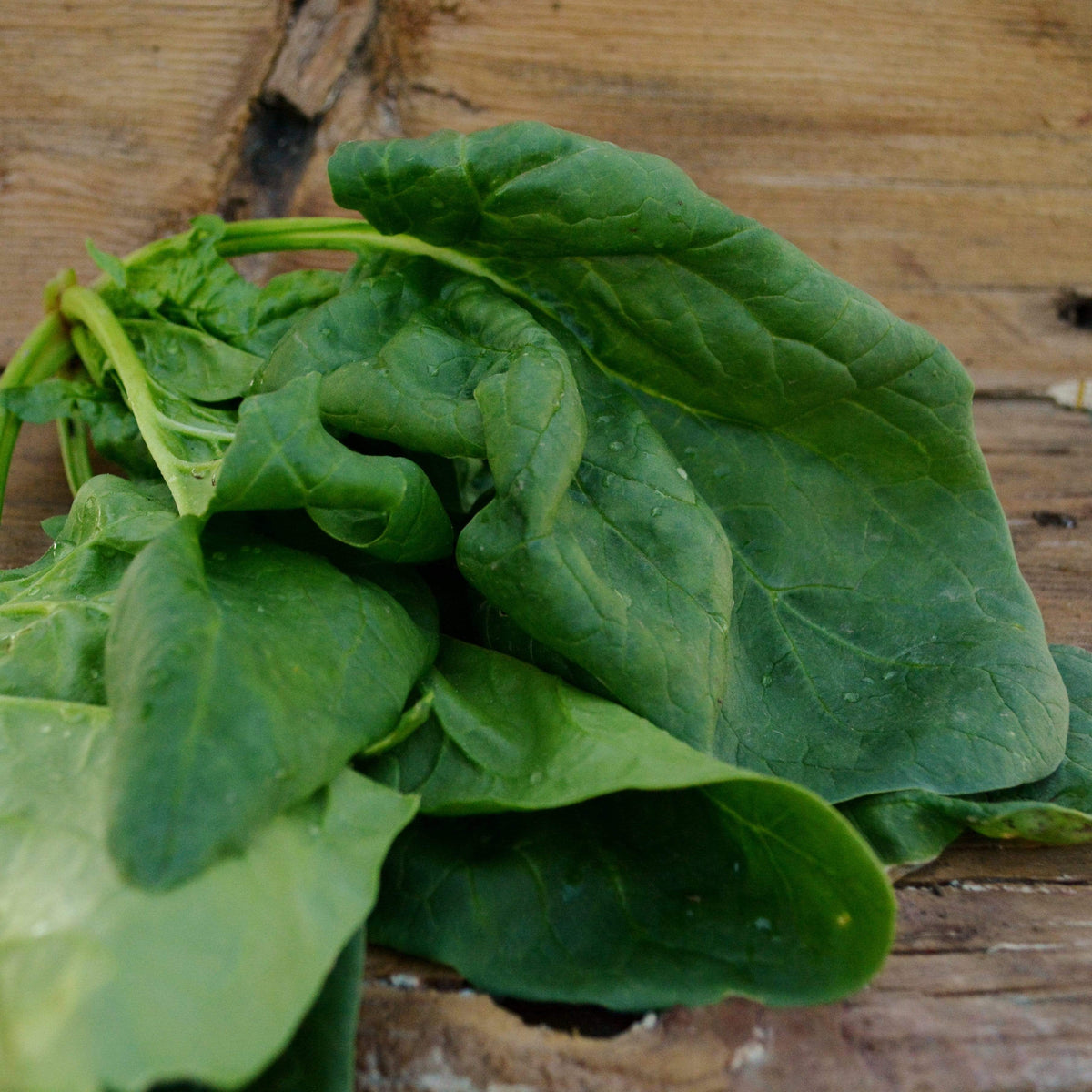 Monstrueux de Viroflay Spinach