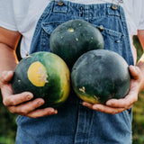 Moon and Stars Watermelon Seeds