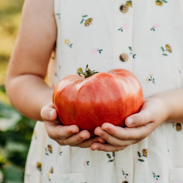 Mortgage Lifter Heirloom Tomato Seeds