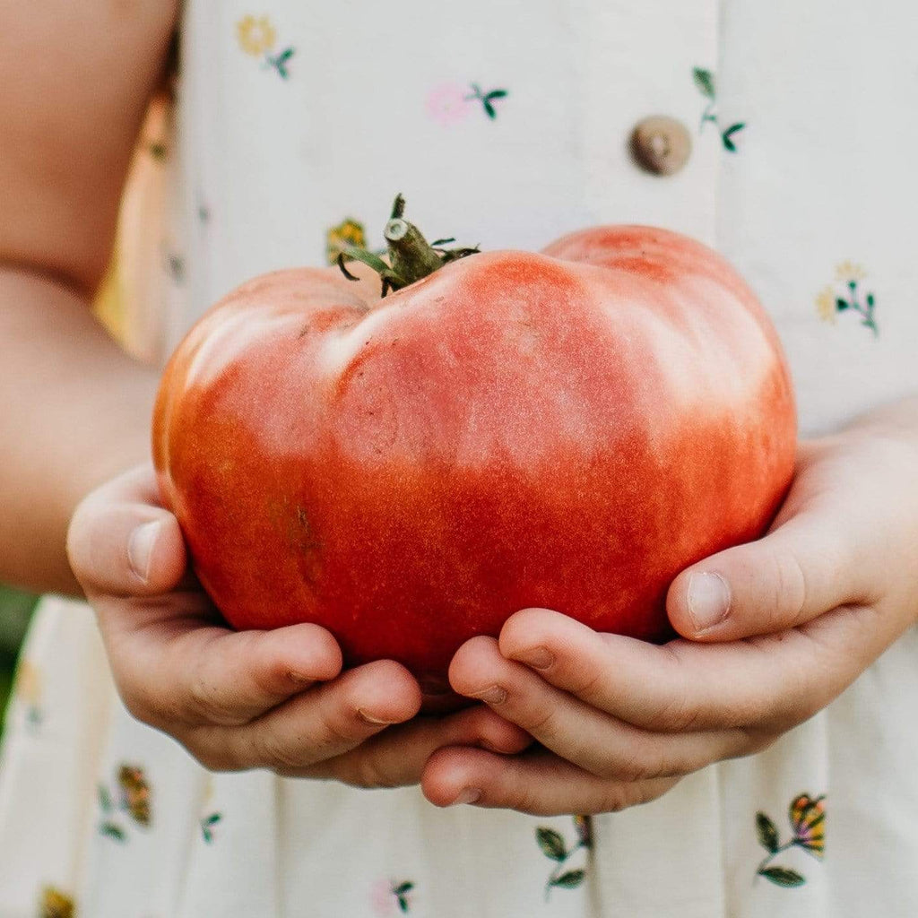 Mortgage Lifter Heirloom Tomato Seeds