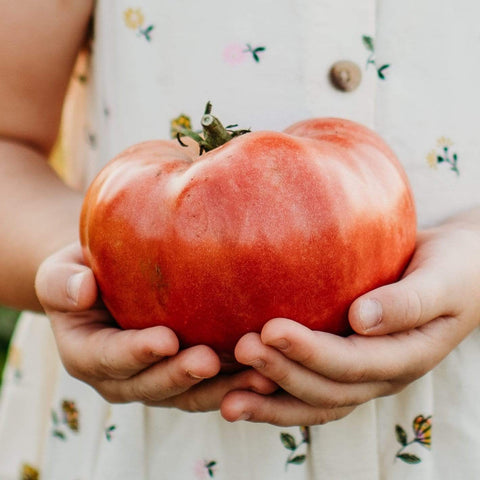 Mortgage Lifter Heirloom Tomato Seeds