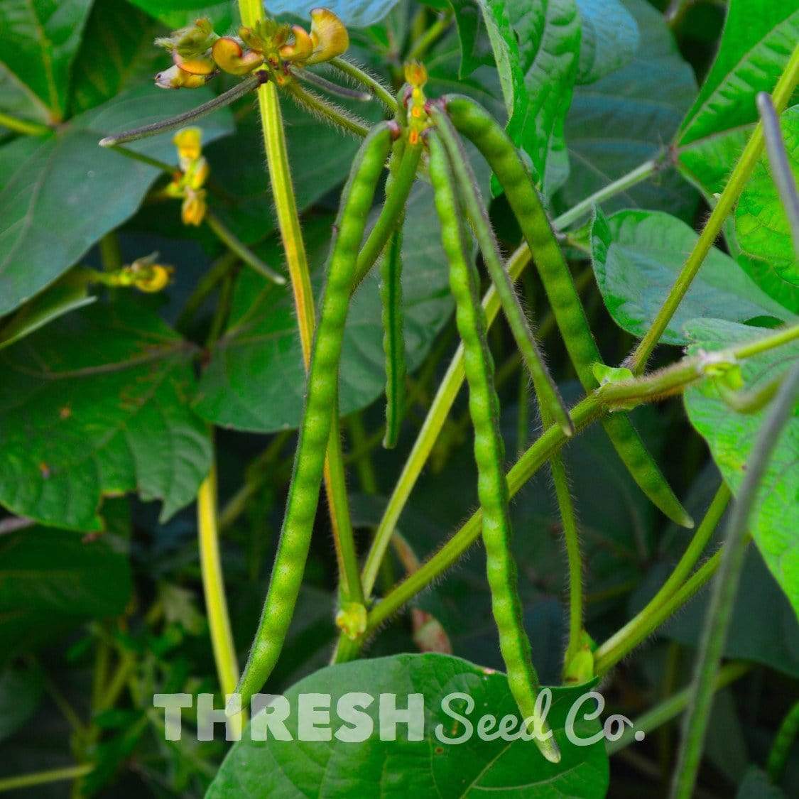 Mung Bean Seeds