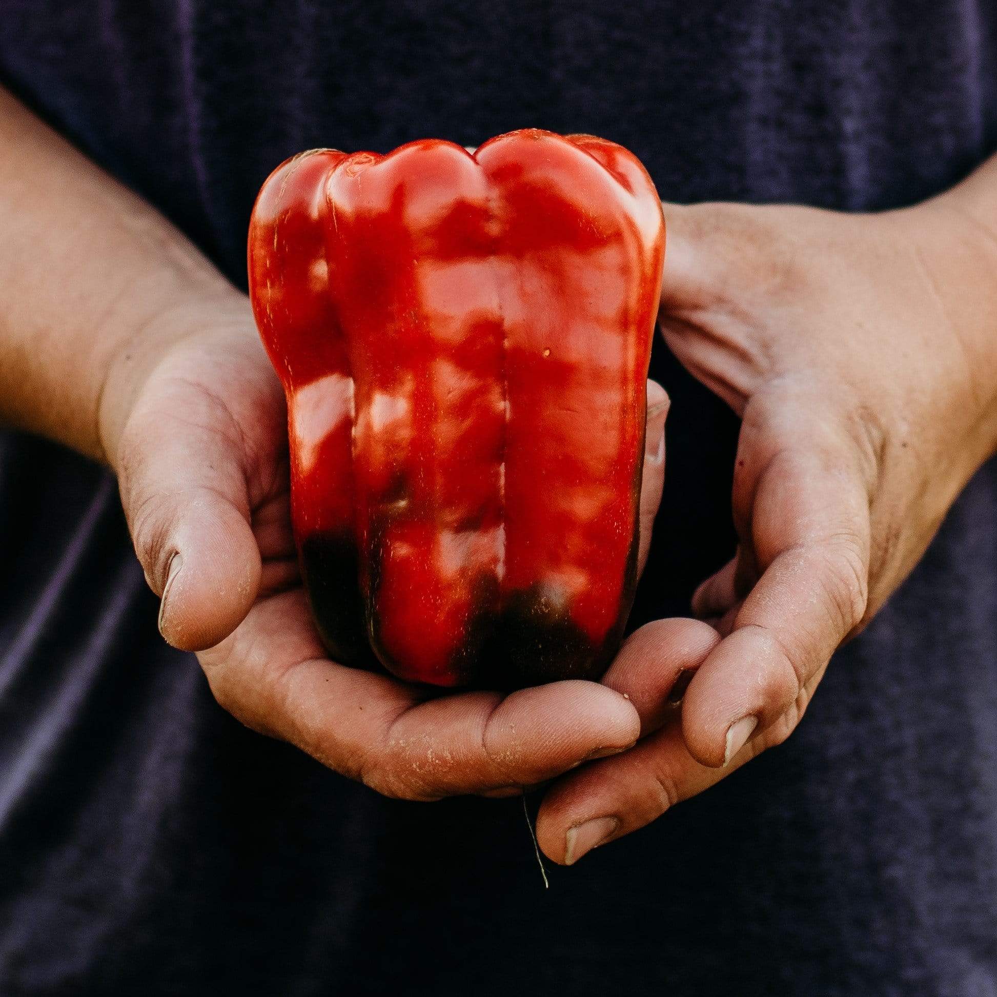 Napoleon Sweet Bell Pepper Seeds