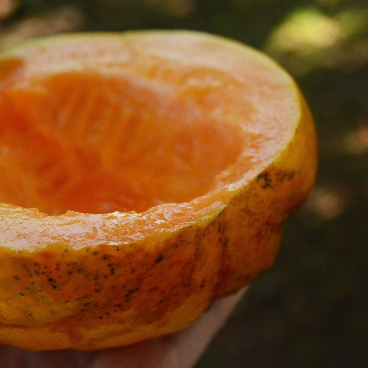 Noir des Carmes French Cantaloupe