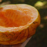 Noir des Carmes French Cantaloupe