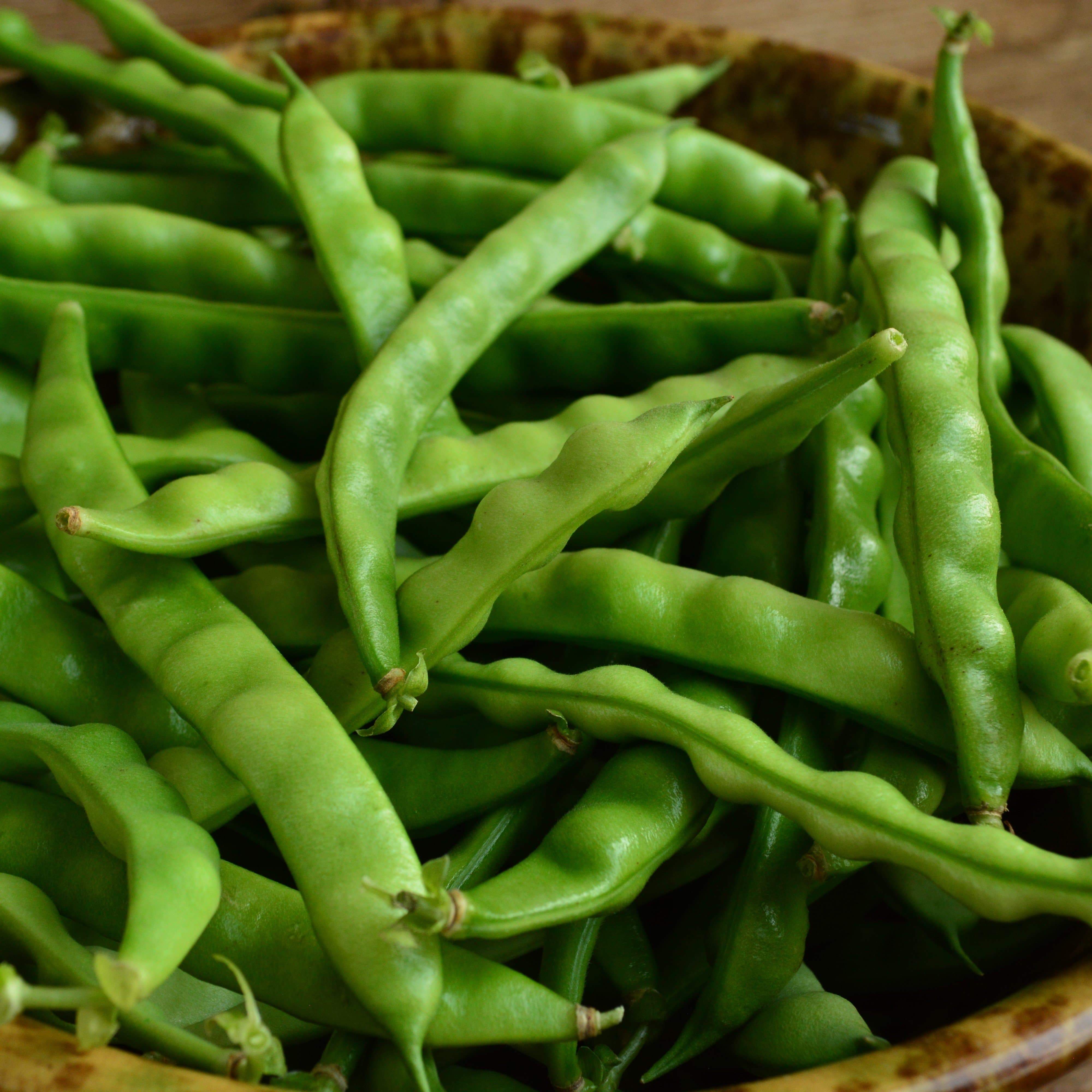 North Carolina Greasy Pole Bean Seeds