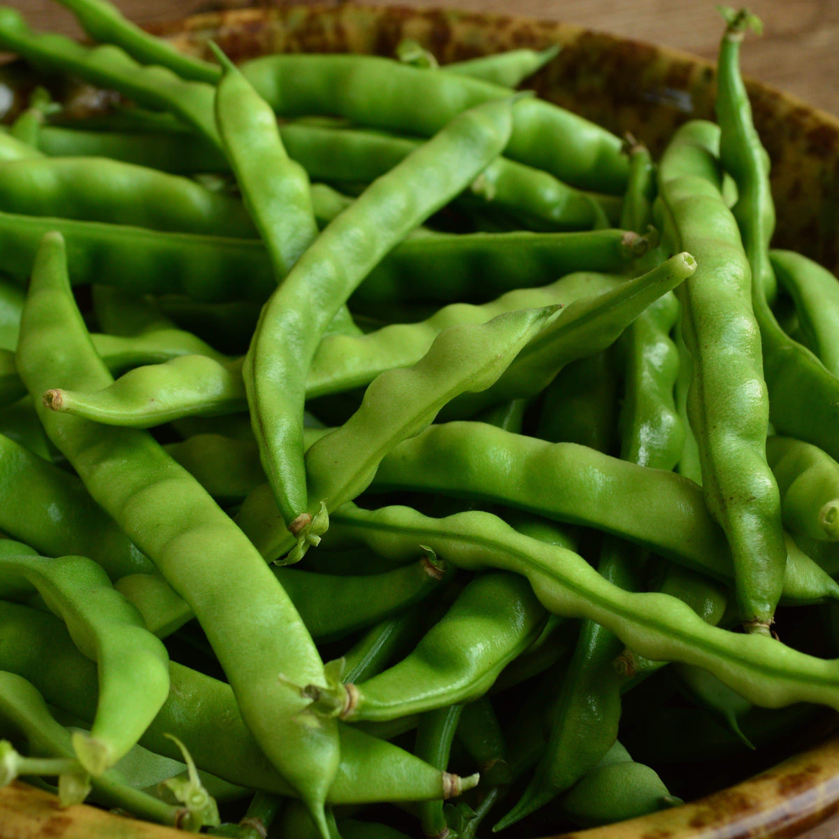 North Carolina Long Greasy Bean