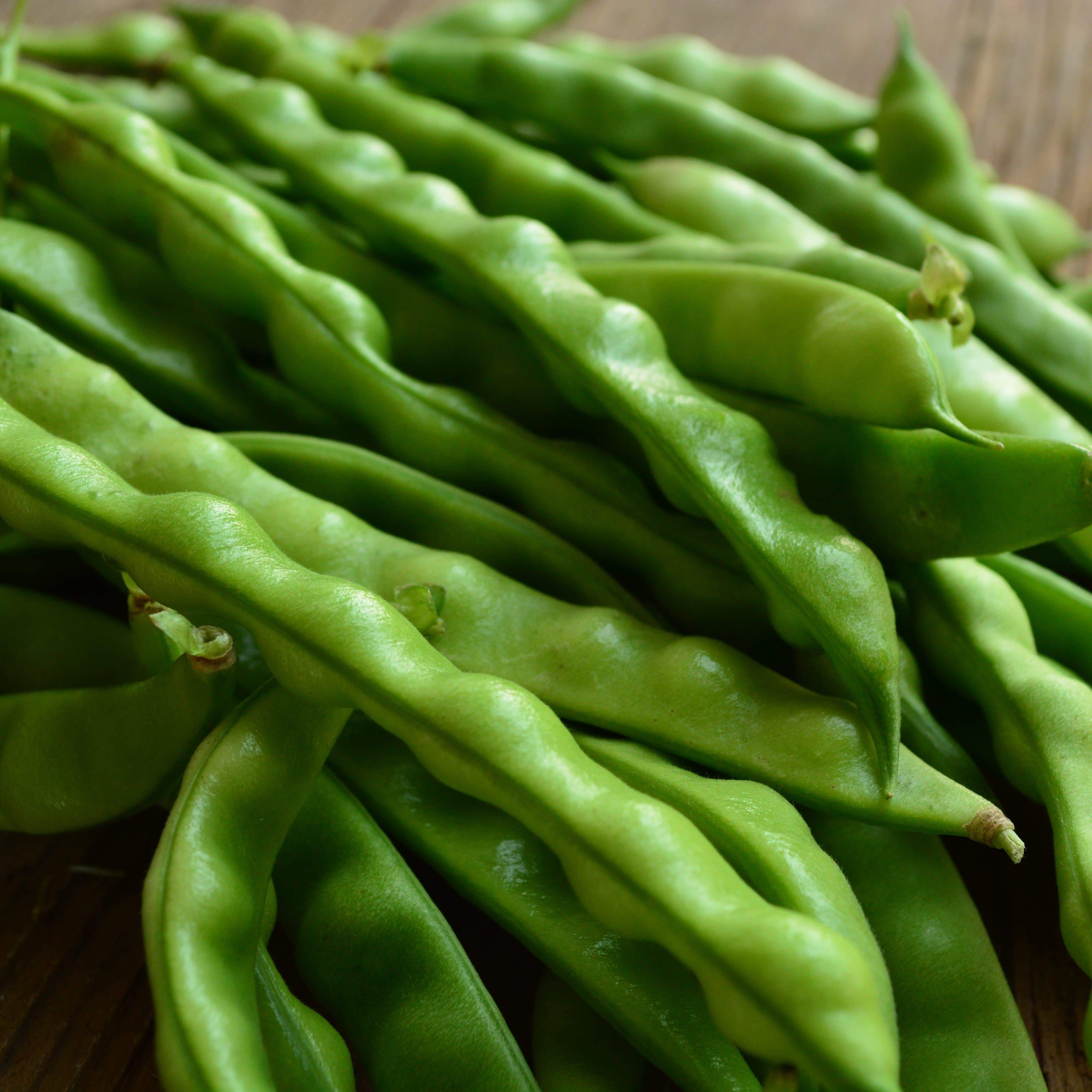North Carolina Greasy Pole Bean Seeds