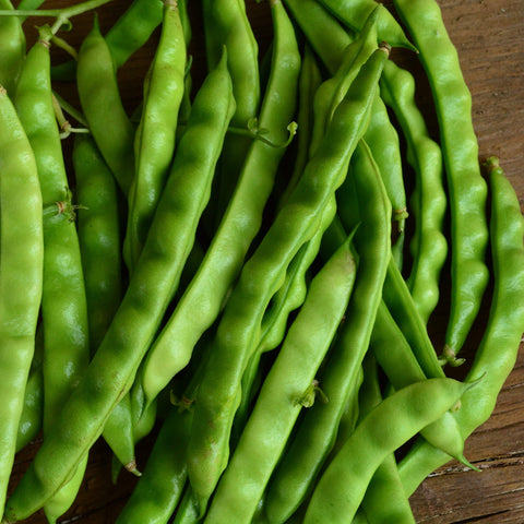 North Carolina Greasy Pole Bean Seeds
