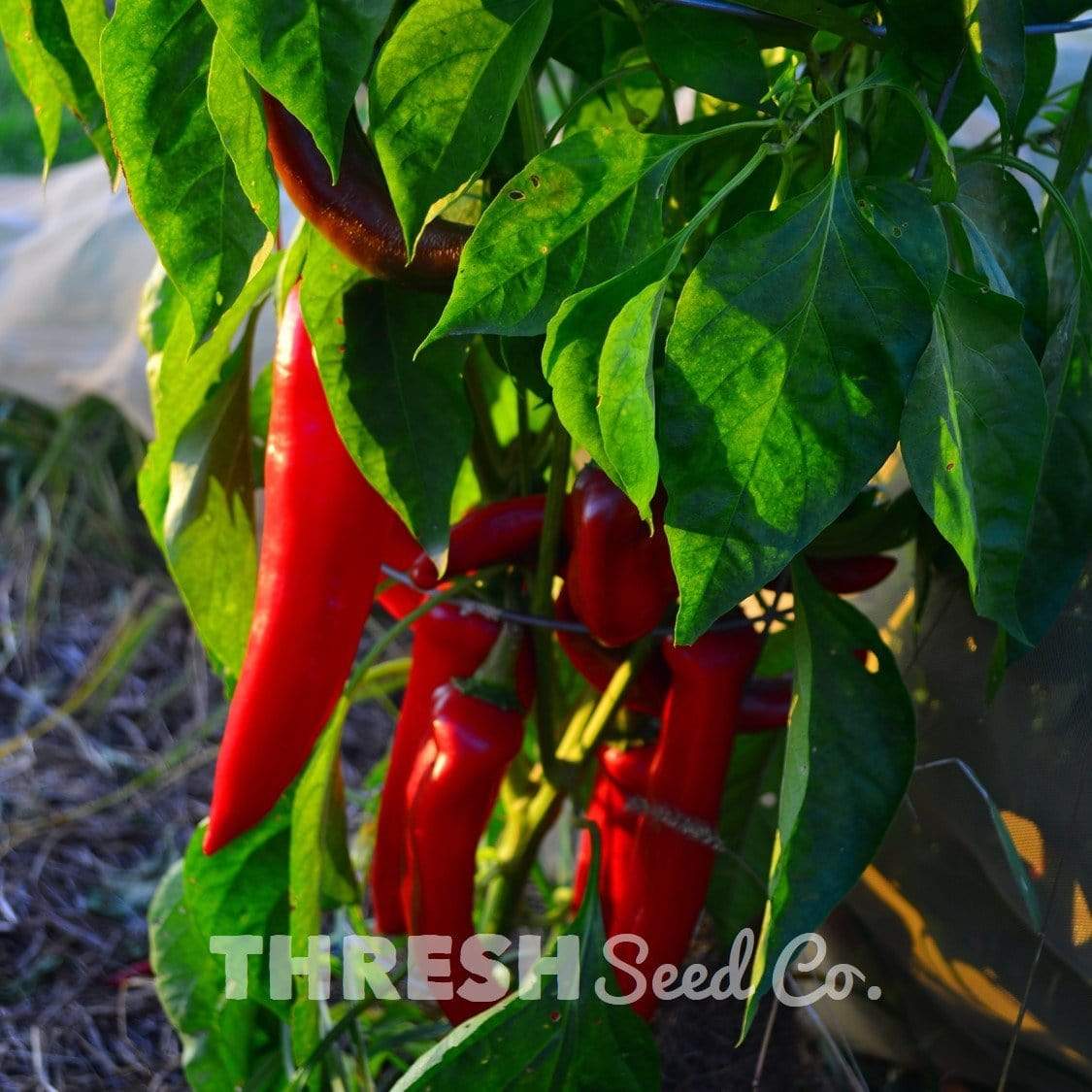 Numex Big Jim - Hatch Green Chile Pepper growing in garden at home