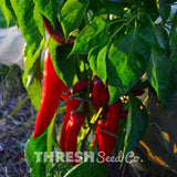 Numex Big Jim - Hatch Green Chile Pepper growing in garden at home