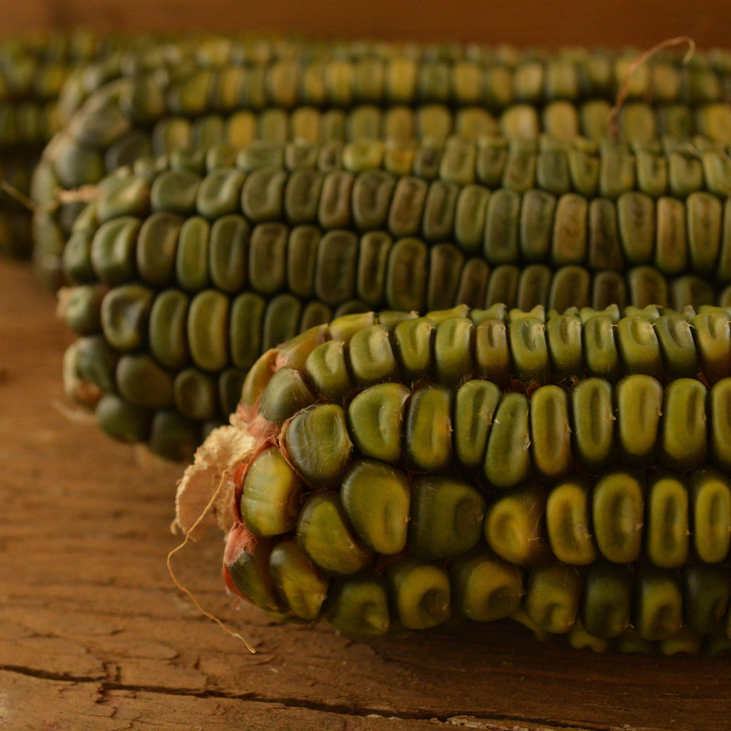 Oaxacan Green Dent Corn Seeds