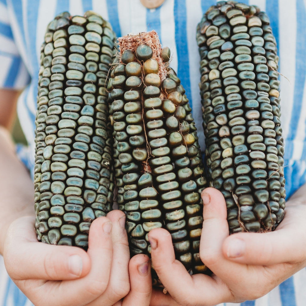 Oaxacan Green Dent Corn Seeds
