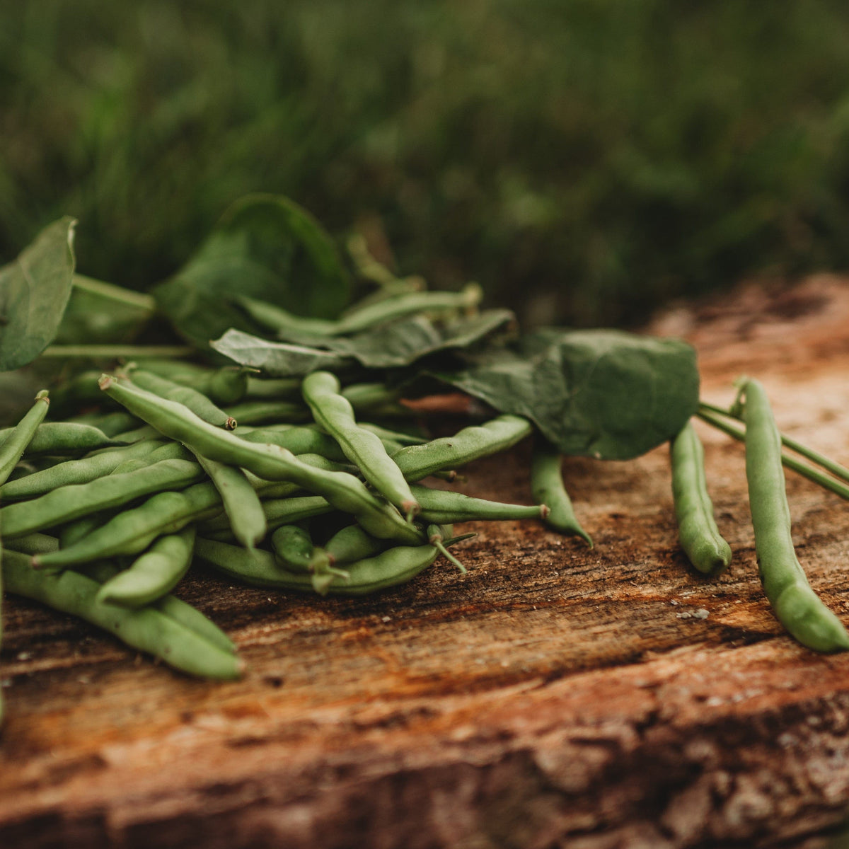 Ogle Family Cut Short Bean