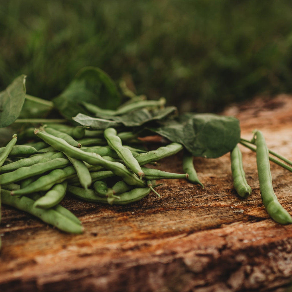Ogle Family Cut Short Bean Seeds