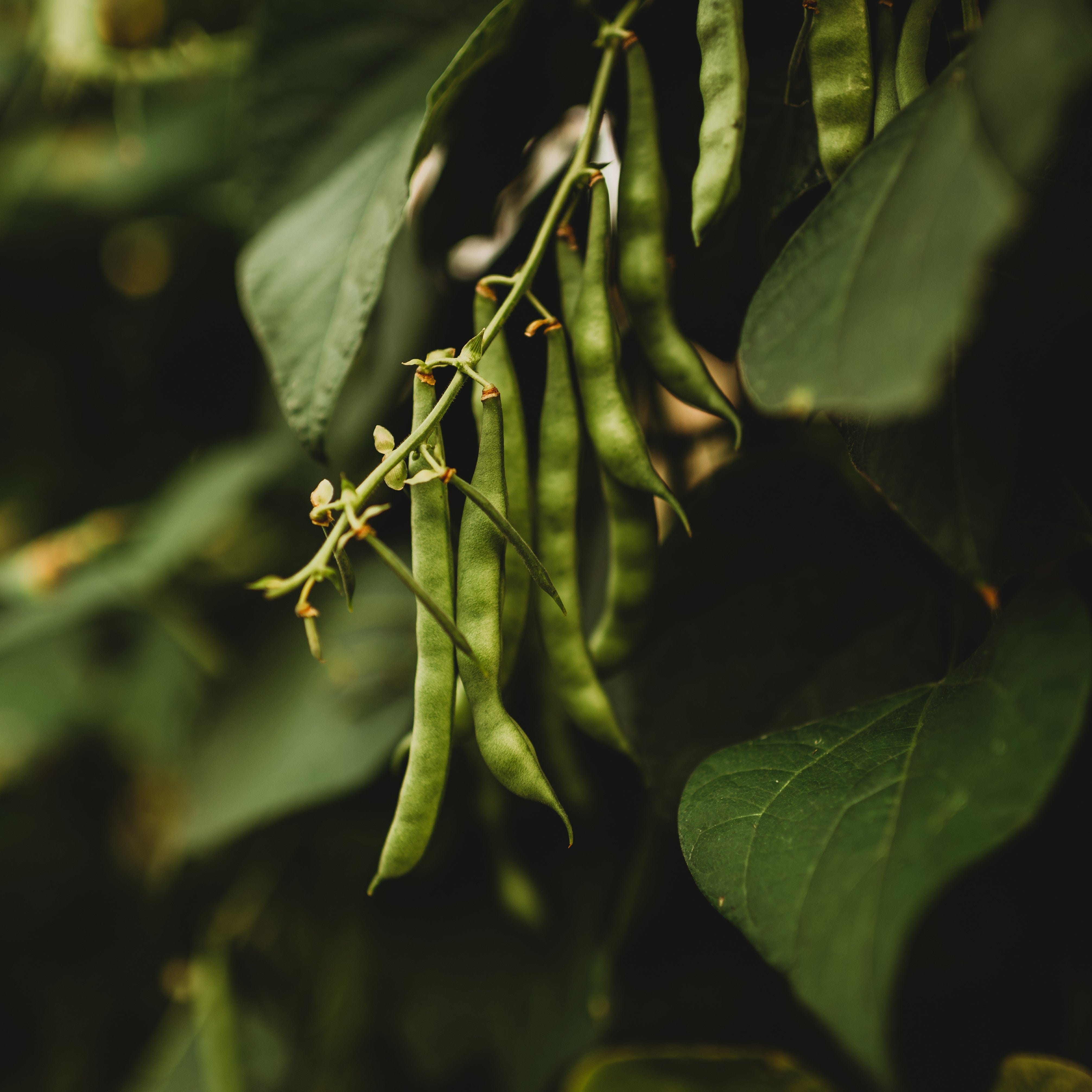 Ogle Family Cutshort Bean Seeds