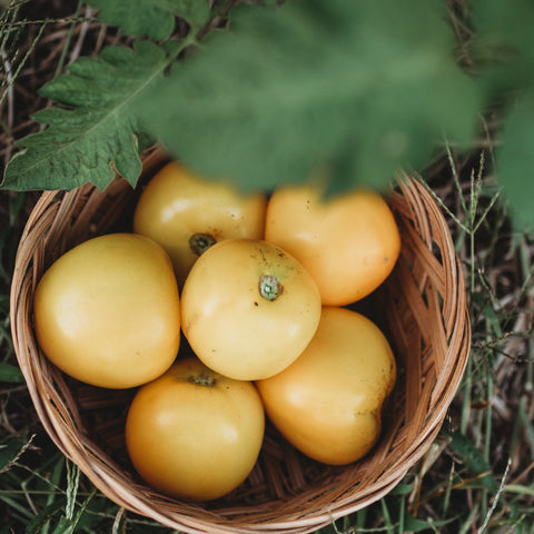 Olga's Round Yellow Chicken Seeds