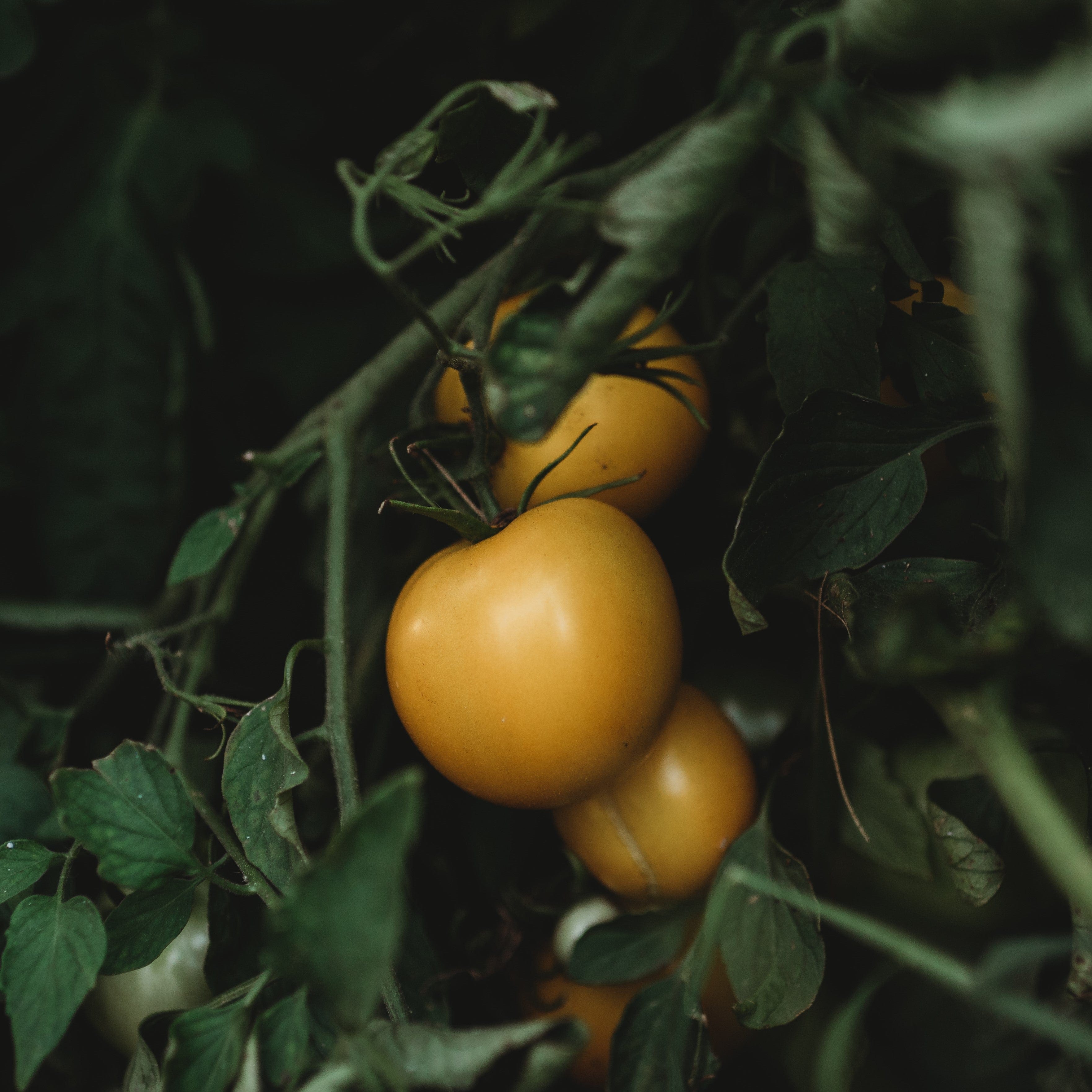 Olga's Round Yellow Chicken Seeds